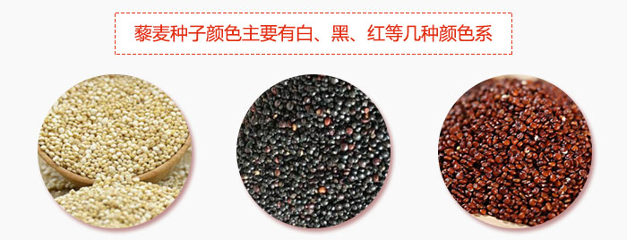 藜麥種子顏色主要有白、黑、紅等幾種顏色系，營養(yǎng)成分相差不大，其中白色口感好，黑、紅色口感相對差些，籽粒也較小。