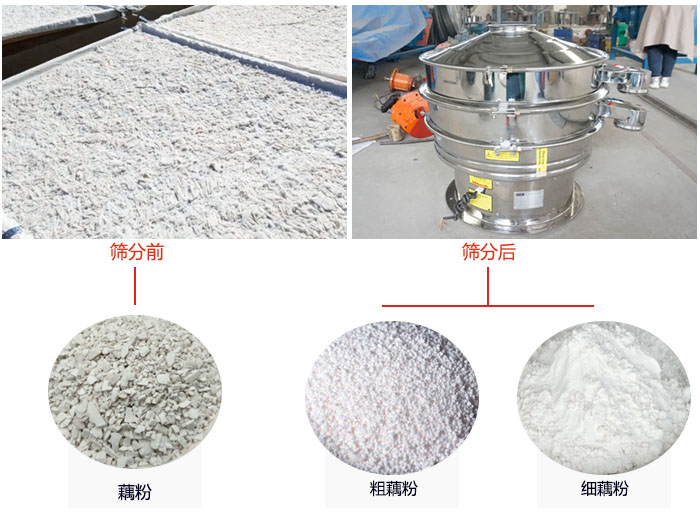 蓮藕淀粉曬干，采用304不銹鋼材質(zhì)藕粉振動篩篩分后前后對比效果圖展示。
