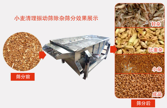 小麥清理振動篩小麥篩分效果展示圖可同時篩分出輕雜，比重雜，小雜，成品等四個等級。